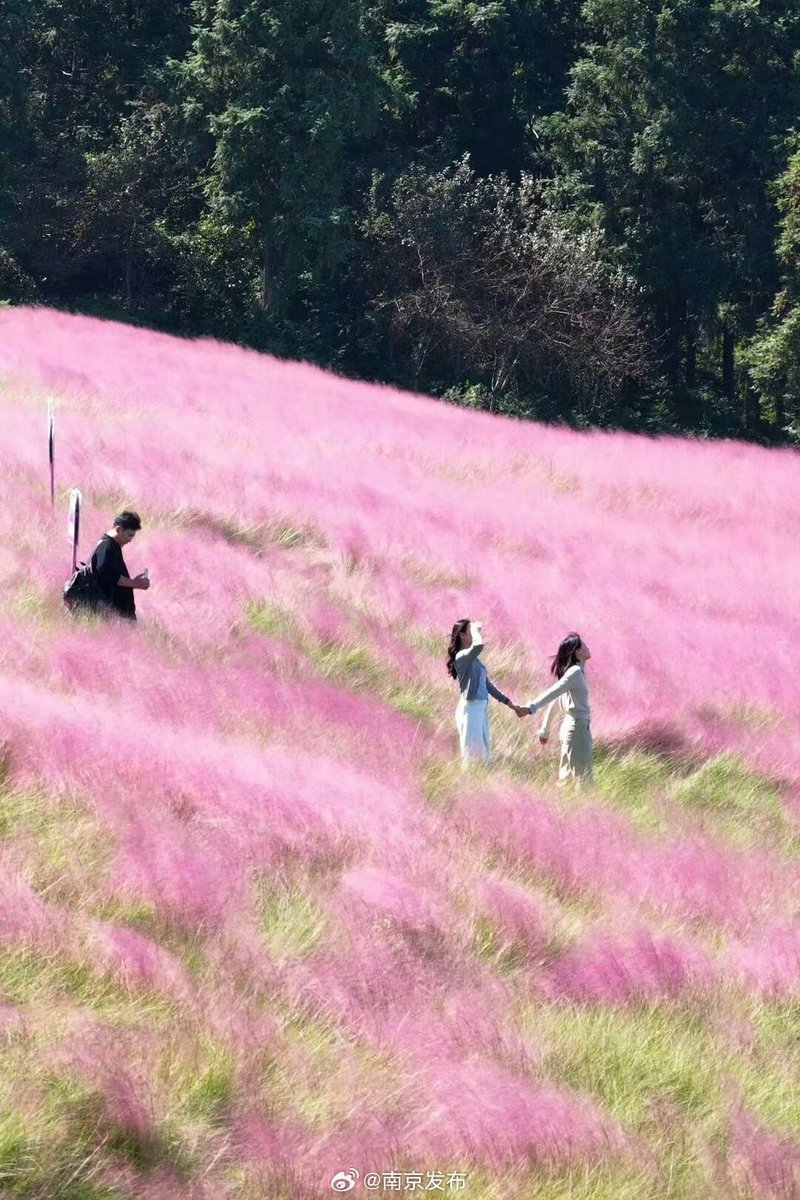 helen522AH's tweet photo. #南京 秋赴银杏湖，揽一湖秋光！秋风渐深，粉黛乱子草的色彩层层晕染开来。打卡南京的粉色秋天，南京的秋天总是让人心动。#中国 https://t.co/TzbW6p4vh8