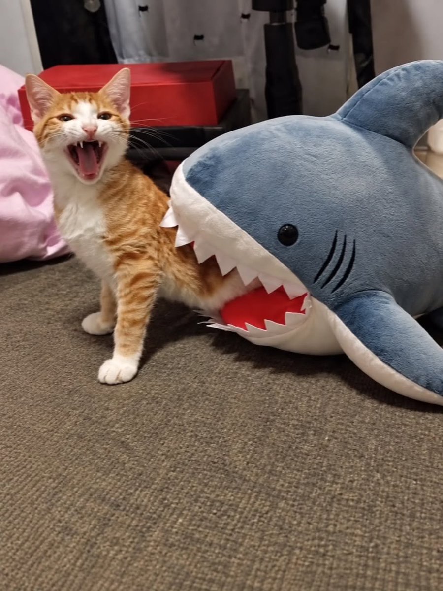 catsworldaura's tweet photo. https://t.co/PC9DAb8G0N