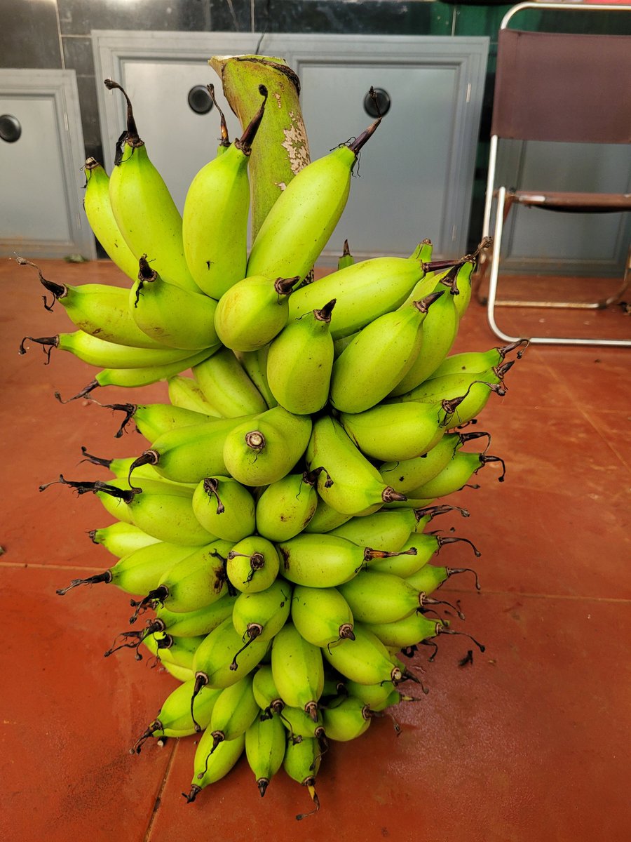 VinhFarmypyi's tweet photo. Yesterday on the tree, today harvested! 🍌😄 Fresh from Vinh Farm! https://t.co/Oa89s95FLZ
