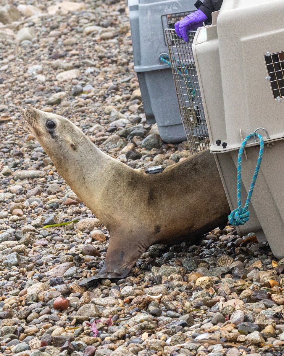 TMMC's tweet photo. Former patient #SeaLion Autumn recovered from leptospirosis. She was fitted with a satellite tracking device to monitor how our treatments help animals thrive in the wild after care.

Read her recovery story at https://t.co/bTNIO75dYk.

📷 Bill Hunnewell, Chris Deimler https://t.co/McgXId6ToJ