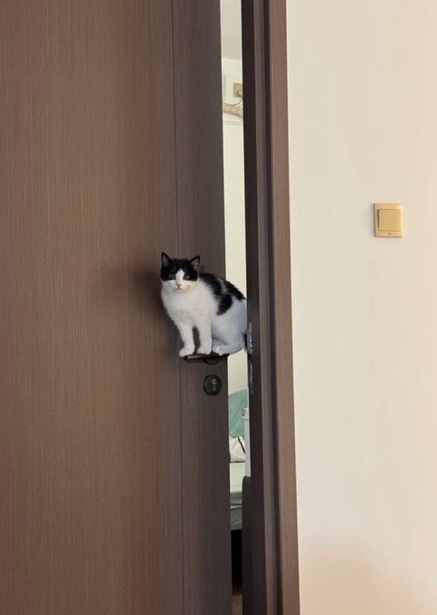 DanielZein000's tweet photo. Novo. Gatto. Siñor. #autito #gatto https://t.co/FOTPo5A8P1