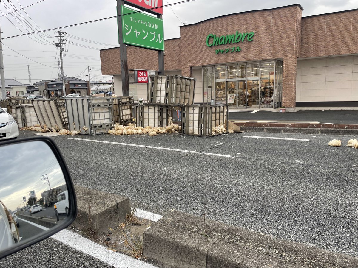 APbUZ0BBTSG2tlU's tweet photo. なんか古川4号線ニワトリ落ちてる🐓 https://t.co/zIm3Qo65q9