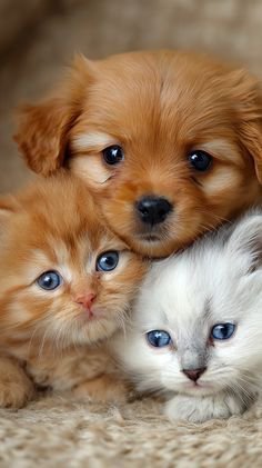 electrar111's tweet photo. @nico_gaia ❄☀️🌦☔Good morning dear Nico 🫖☕🌺&amp; Cookie 🐈‍⬛ 🧸🐈‍⬛🧸beautiful Wednesday in nice Switzerland 🇨🇭🤍❤God bless you
✨🌿🕊 bigs hugs from Venezuela 🇻🇪 💛 💙 https://t.co/DMgEceOFXR