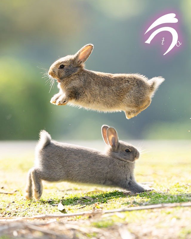 utajima's tweet photo. JAF Mate2026秋号の表紙に🐰🐰❗❗

我々、うさぎ写真家utaの写真を使用していただきました✨

素晴らしい機会をい���だいた編集部・関係者の皆様に感謝申し上げます。

 会員の皆様、お手元に届きましたらぜひご覧いただけますと幸いです。よろしくお願いいたします！
 
ーーー
機関紙『JAFMate』2026年秋号
発行：一般社団法人　日本自動車連盟
#PR #お仕事報告 #JAFMate #うさぎ写真家uta