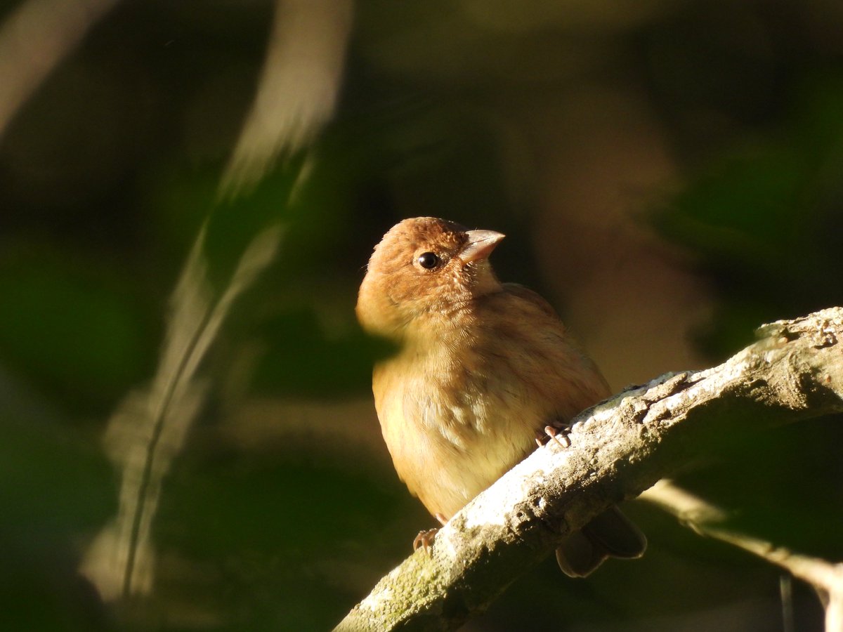 cormorantics's tweet photo. indigo bunting that’s going to be okay https://t.co/5tV6HJIr3b