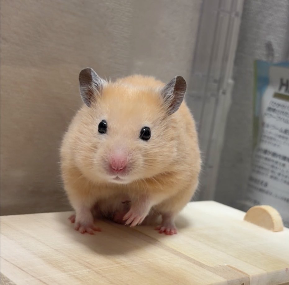 Chia_Taki's tweet photo. ナゲット君 https://t.co/Lu3gFkBbnF