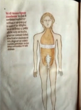 milennialchaser's tweet photo. BINARY SEX IS A LIE!! YOU ARE OBSESSED WITH WHITE SUPREMACIST BIOLOGICAL SPECULATION- FEMALE IS NOT A MATERIAL REALITY - YOU DREW A FAKE PERSON JUST LIKE YOU DRAW FAKE ANATOMY. YOUVE DONE THIS FOR HUNDREDS OF YEARS, MEDICAL SCIENCE IS FANTASY IS PROPAGANDA https://t.co/QiLUT06iRh