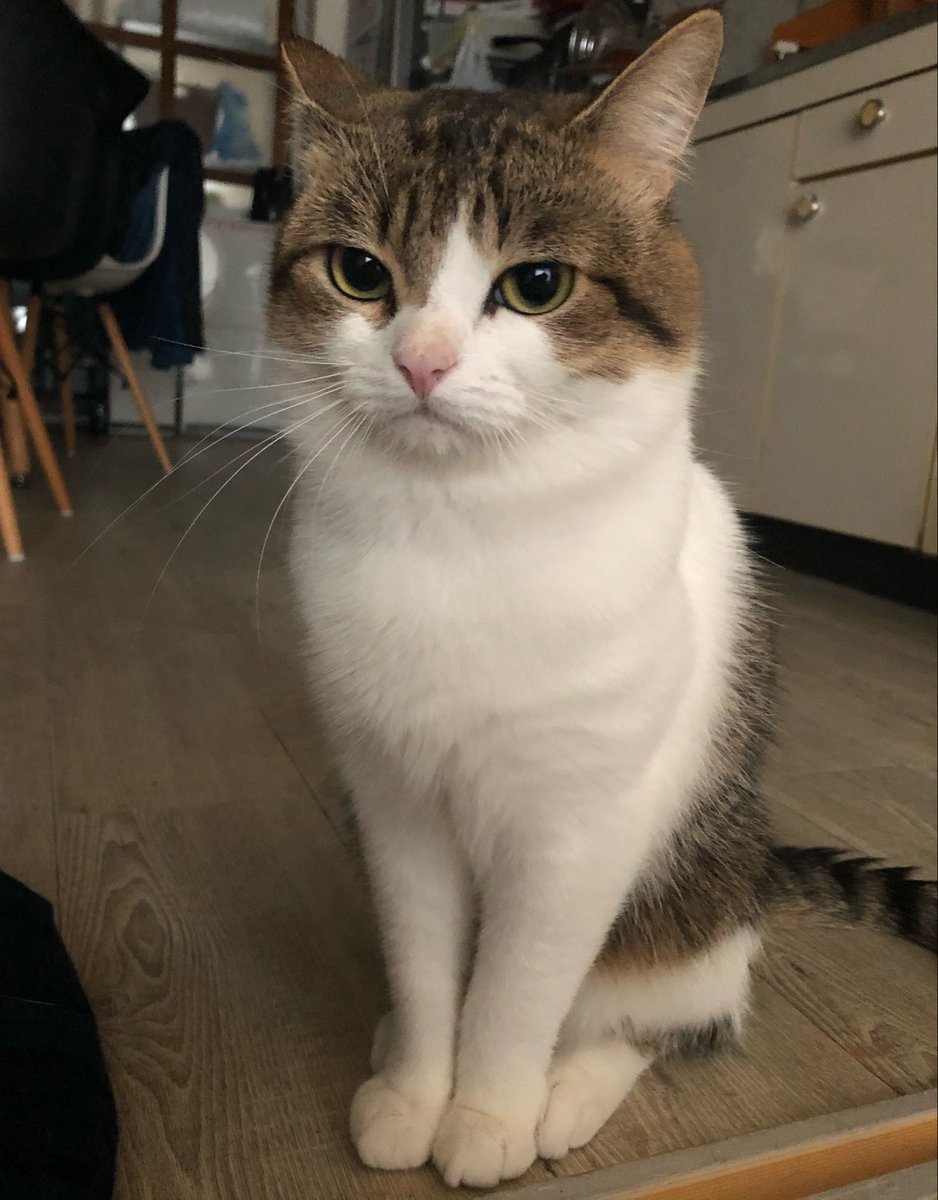 nikoandkotatoro's tweet photo. ←夏毛スッキリフォルム　
　　　　　　　　　　　冬毛もっさりフォルム→
※同一猫です。 https://t.co/YSEkQYJ7lY