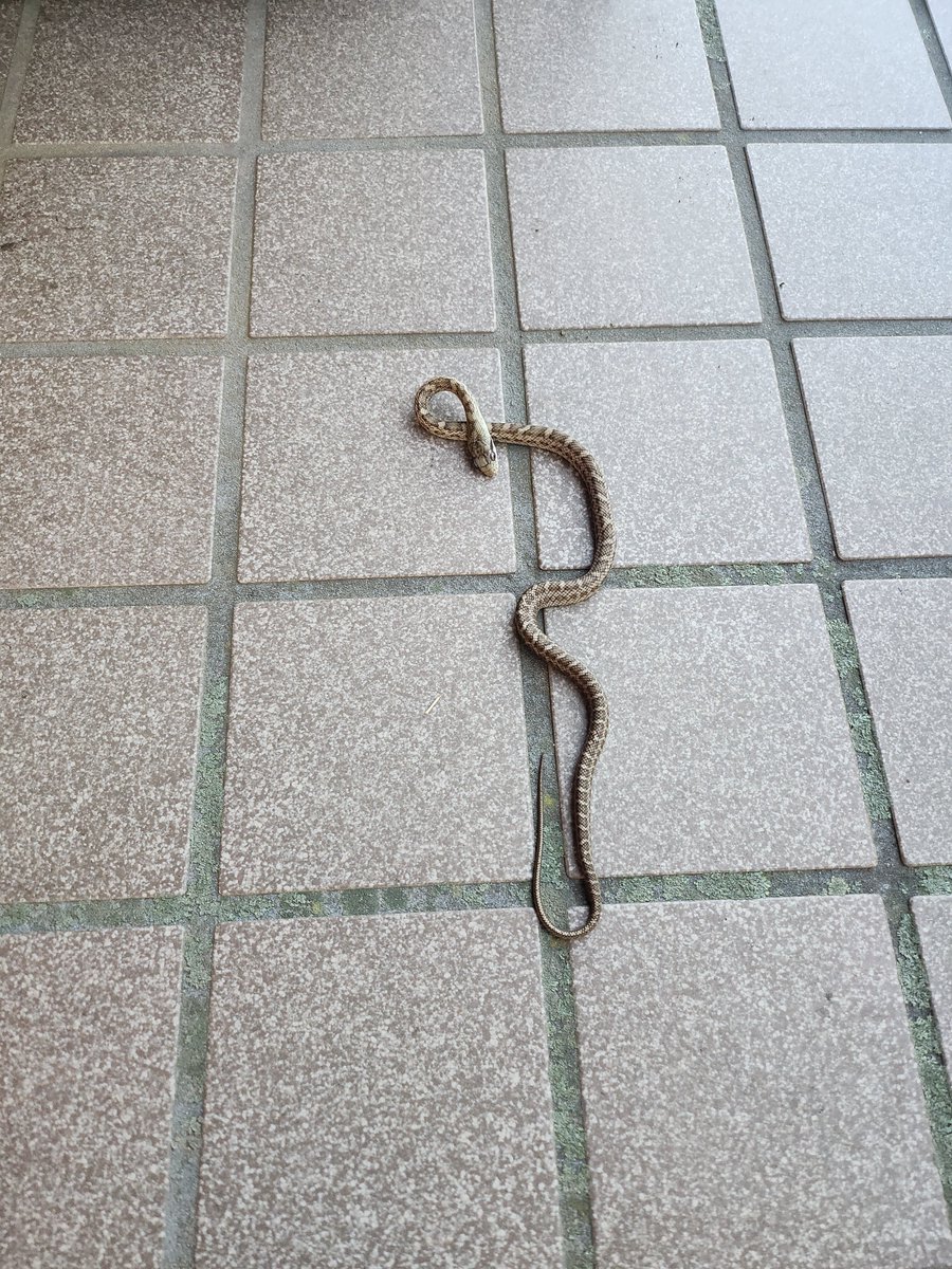 o5zpqf's tweet photo. 朝、玄関にヘビいた🐍‼️
死んじゃってたけど😢

行きたい時に行きたいライブに行けるってすごく幸せなことだよね✨

ライブに限らずだけど、本当に動けるなら行った方がいい‼️

家でレコード、CD聴く時間もいいけど10年(私は育児)もそれが続くと全然つまんないし、やっぱりライブが一番いいね🎵 https://t.co/LthRmQjuLu