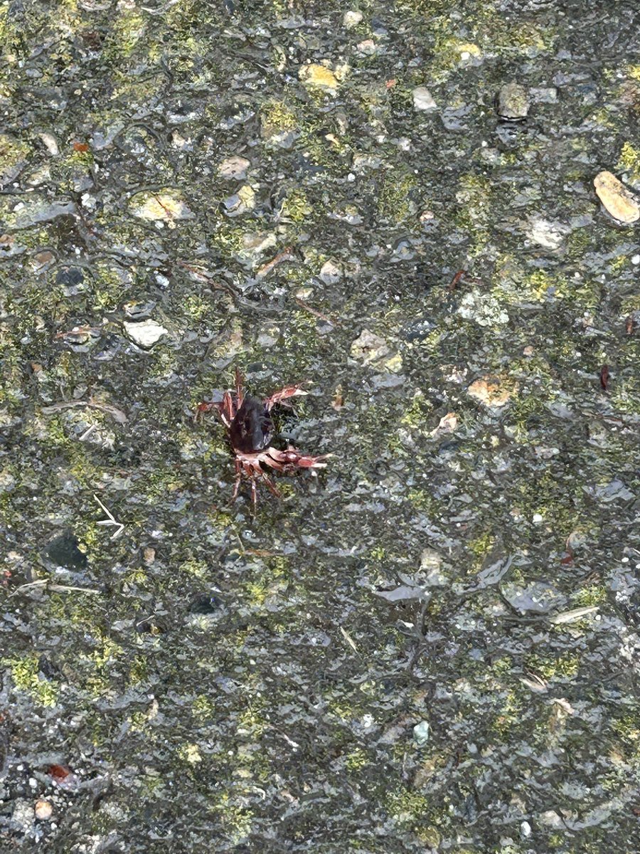 ebinya4946's tweet photo. カニ歩いてた🦀
どこから来たんだろ😅 https://t.co/yEtkDmyLrt