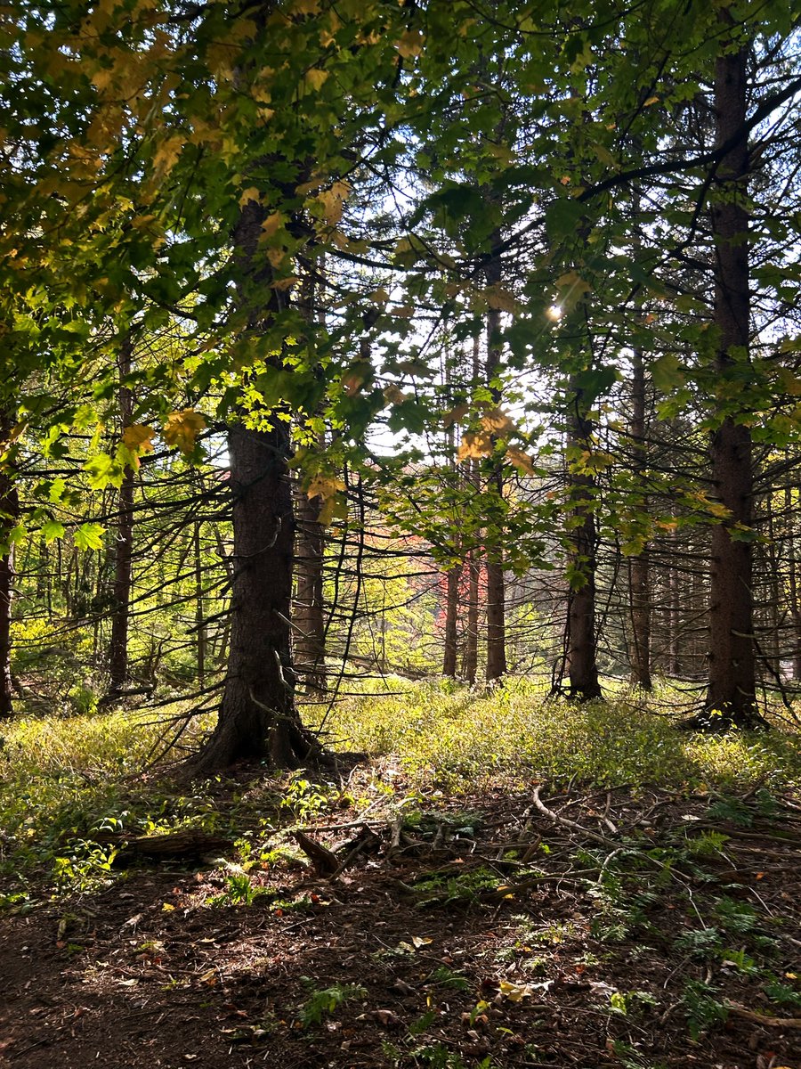 KymFaith13's tweet photo. Went for a hike today and part of the forest looked like the road to Riften the way it was all green and golden hour was peaking 💕🥰 https://t.co/yZLX6oiUCZ