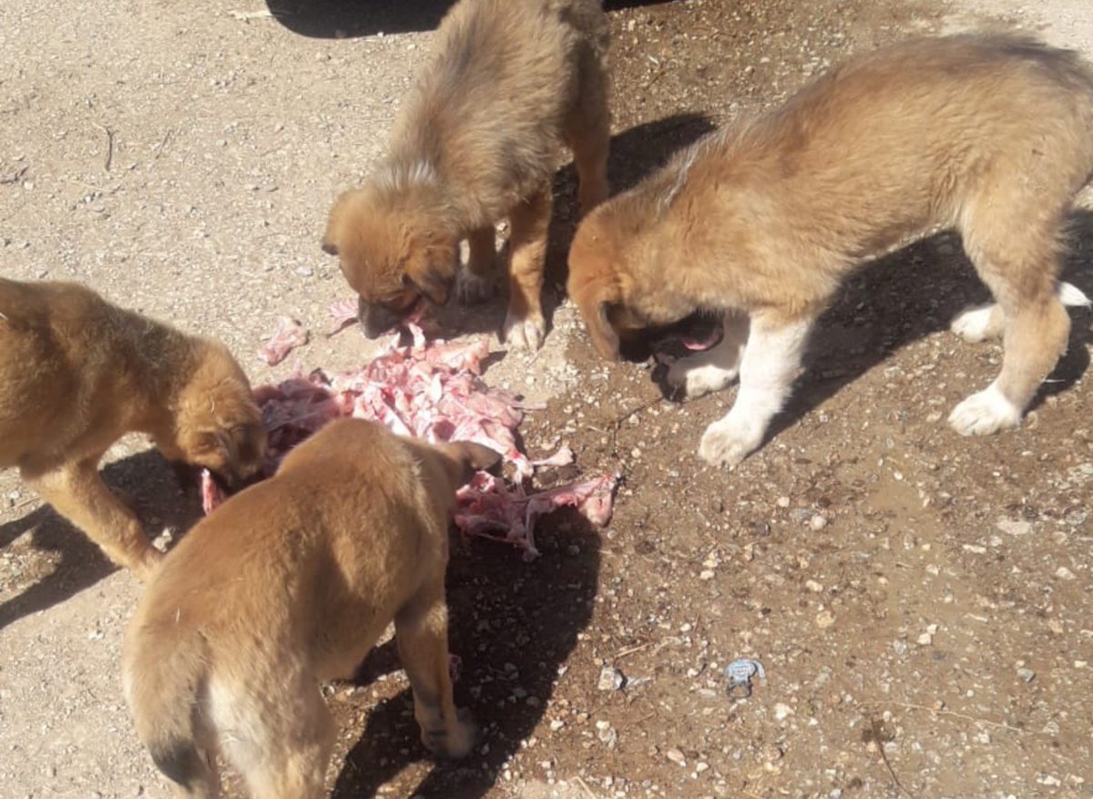 t43542's tweet photo. Kendi imkanlarimla çok yere gidemedim  aç kaldılar. I bought bones for the dogs with my own means, I went to many places, they were hungry. https://t.co/tqro9GxK9X
