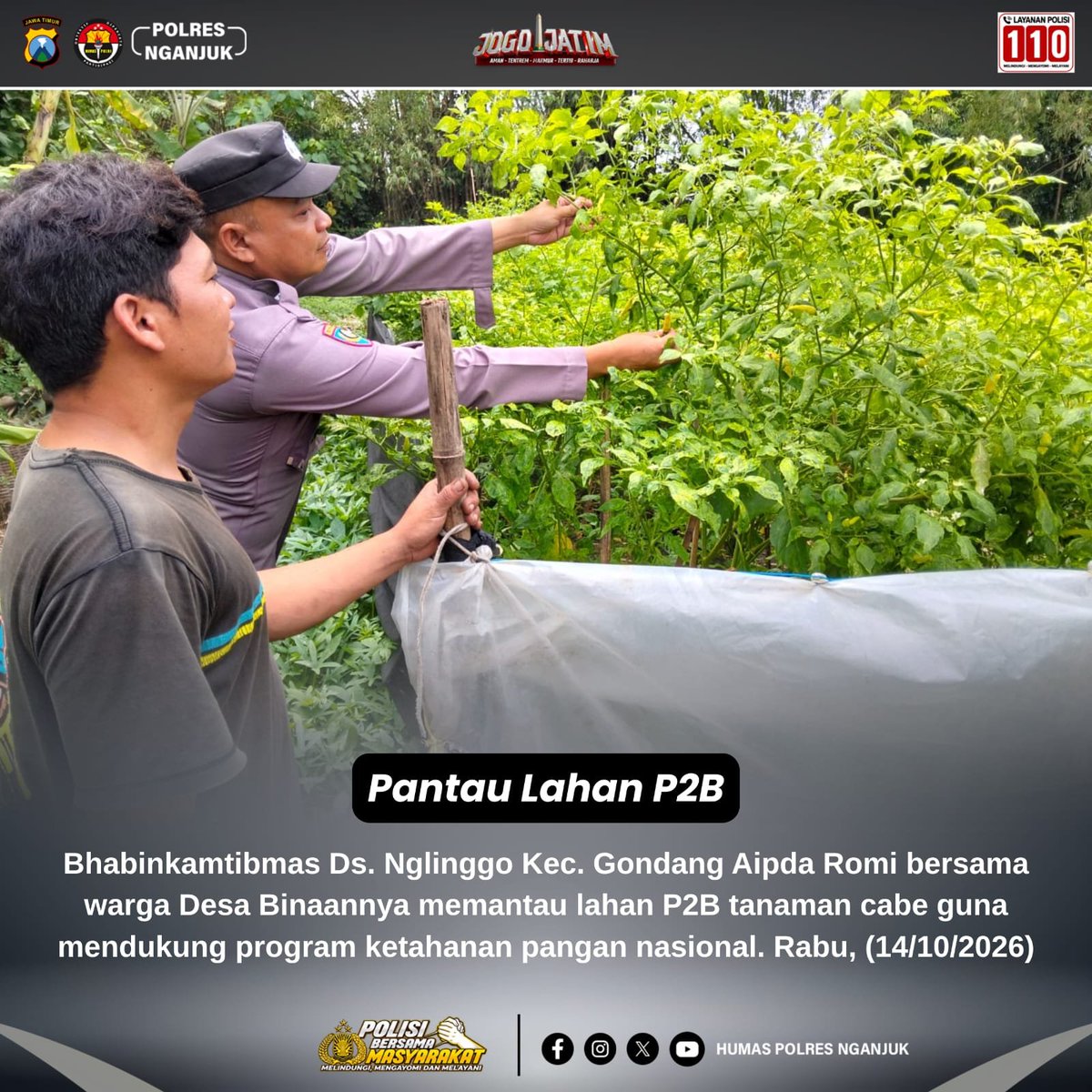 HumasPolresNga3's tweet photo. Bhabinkamtibmas Desa  Nglinggo Kec.Gondang Aipda Romi sebagai penggerak ketahanan pangan memantau lahan P2B milik warga binaannya guna mendukung program ketahanan pangan nasional.

#astacita #swasembadapangan #ketahananpangan https://t.co/zQNbuUq4zt