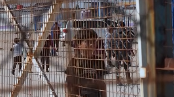 FamillesDes's tweet photo. 14 octobre 2026
+110 ENFANTS 🇫🇷
COUPABLES DE RIEN
sont détenus depuis +7 ans
dans des conditions indignes
dans le camp-prison #Roj
en  #Syrie
en violation du droit international
&amp; de la Convention des droits de l'enfant  
#RapatriezLes
@EmmanuelMacron @SebLecornu @francediplo https://t.co/86waOZqBaK