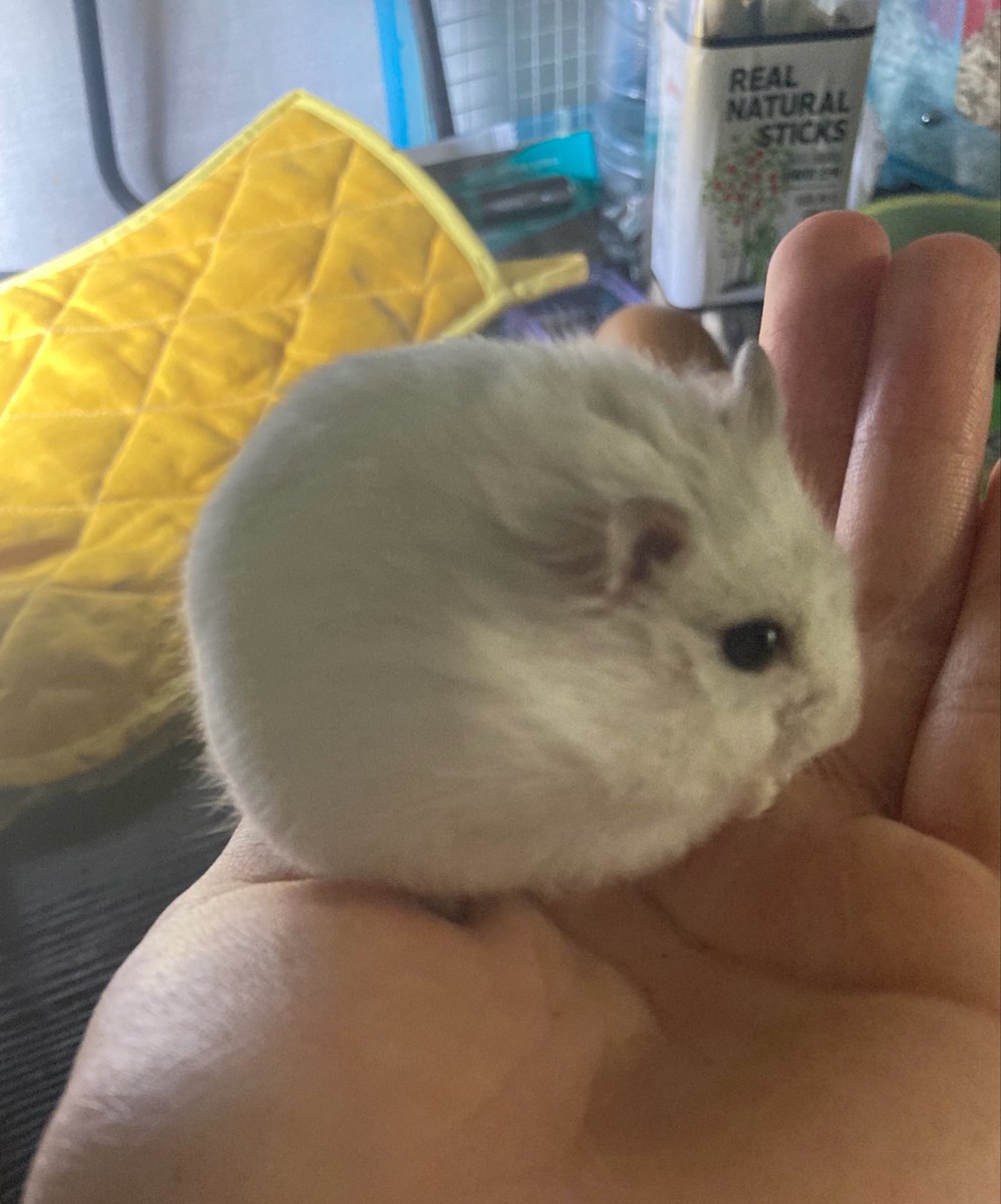 sweat_cat_'s tweet photo. 여러분도 햄든 하루 되시길 바랍니다 https://t.co/cRm3iHlRoa