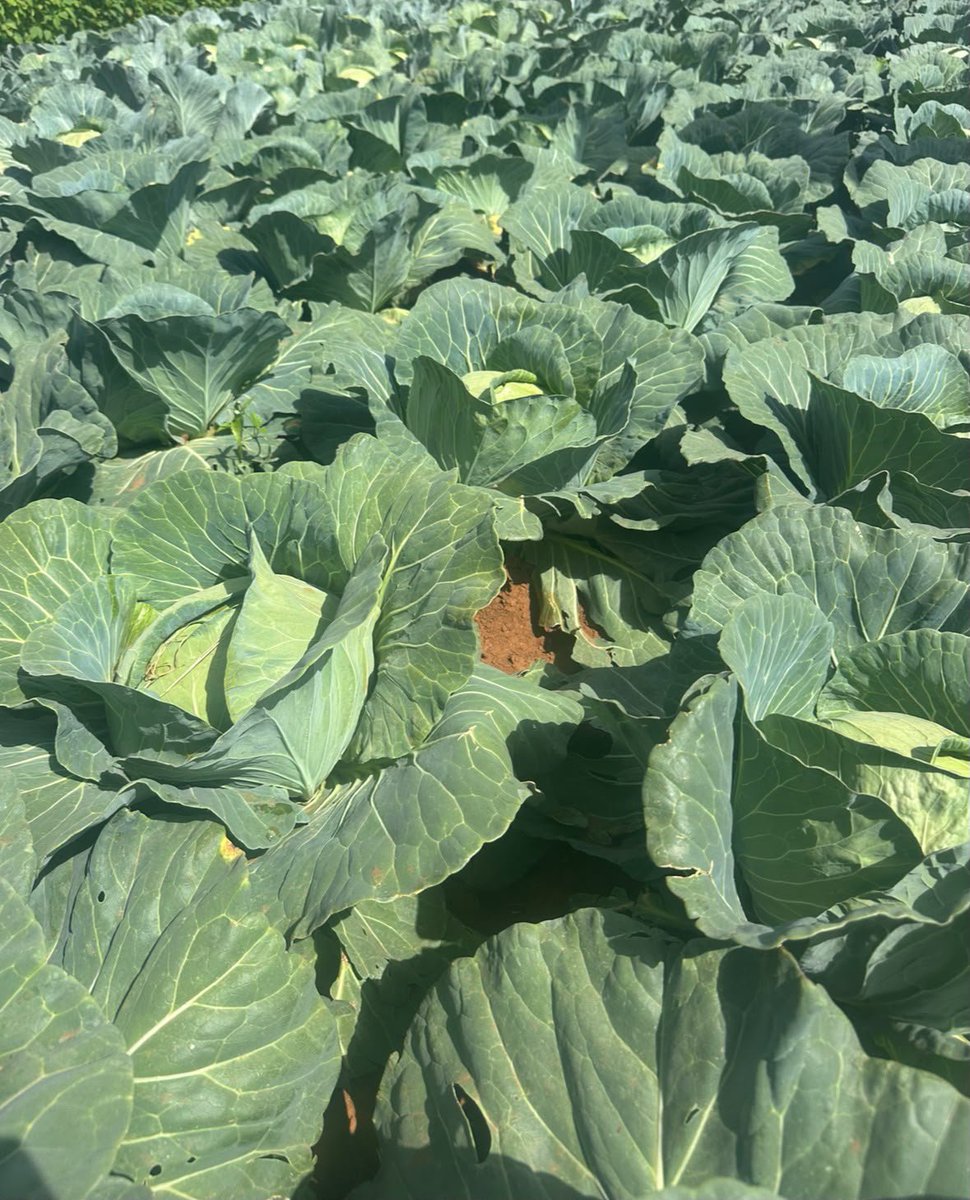 cegoiagri's tweet photo. Heavy, tightly packed, ready to cut. Kiptoo's farm cabbages right now.
This is what proper farm management looks like at harvest time. Want this kind of result on your farm? Message us.
#ShambaLife #FarmFresh #KenyanFarmers https://t.co/F84h7gdFMV