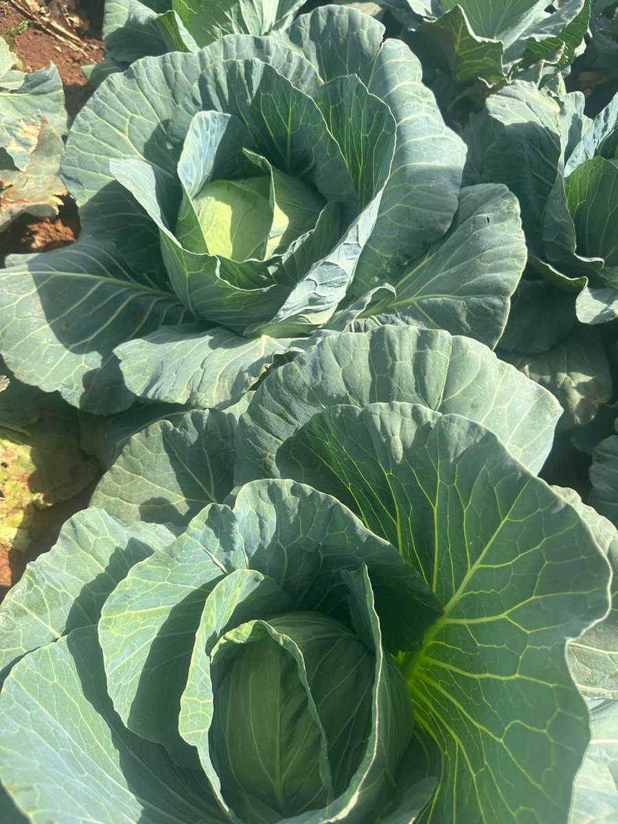 cegoiagri's tweet photo. Heavy, tightly packed, ready to cut. Kiptoo's farm cabbages right now.
This is what proper farm management looks like at harvest time. Want this kind of result on your farm? Message us.
#ShambaLife #FarmFresh #KenyanFarmers https://t.co/F84h7gdFMV