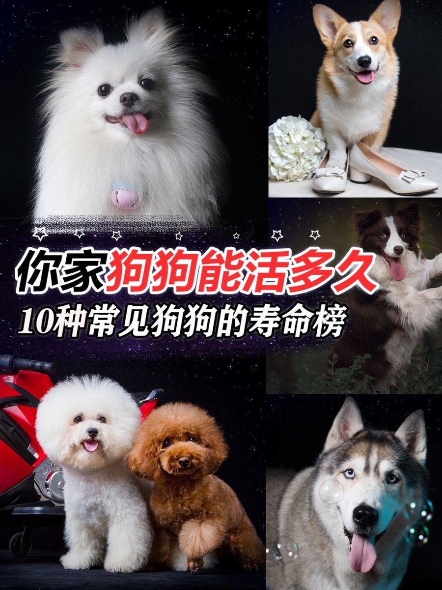 dotorisj's tweet photo. 財寿のキャラクターが蕉の葉の下で犬と戯れながら楽しそうに诙んでいる姿 https://t.co/8nCrbvM9ls
