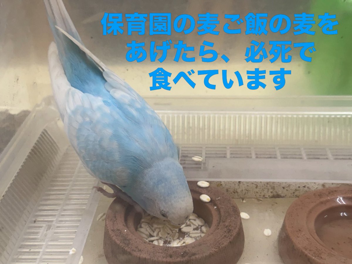 naomi7033alien's tweet photo. 迷い鳥さんです。
こちら横浜市の保育園なのですが、飛んできました。普通に素手で捕まえることができたので、何処かで飼われていた子だと思うのですが。
お探しの方いらっしゃいませんか？
拡散希望です。 https://t.co/96LqfjFnaC