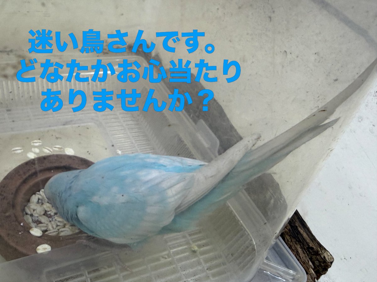 naomi7033alien's tweet photo. 迷い鳥さんです。
こちら横浜市の保育園なのですが、飛んできました。普通に素手で捕まえることができたので、何処かで飼われていた子だと思うのですが。
お探しの方いらっしゃいませんか？
拡散希望です。 https://t.co/96LqfjFnaC