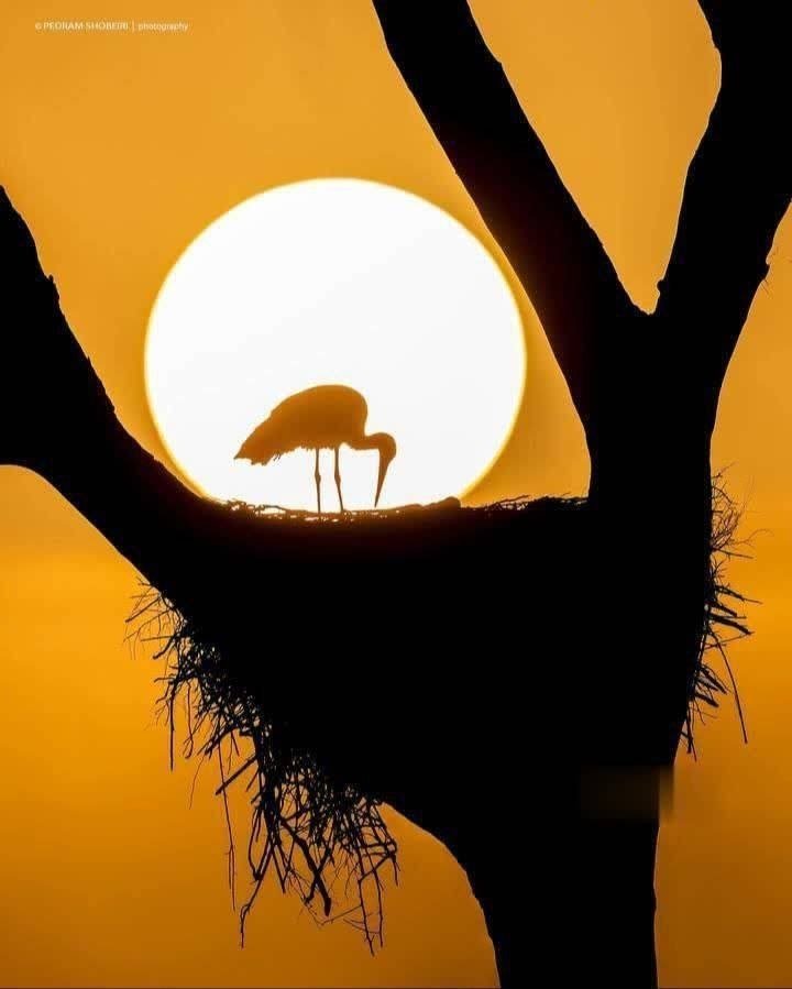 Abbas_Safari2's tweet photo. ثبت بی‌نظیر از لک‌لکی در لانه‌، در غروب دزفول🐆 https://t.co/pBRmFjepuT