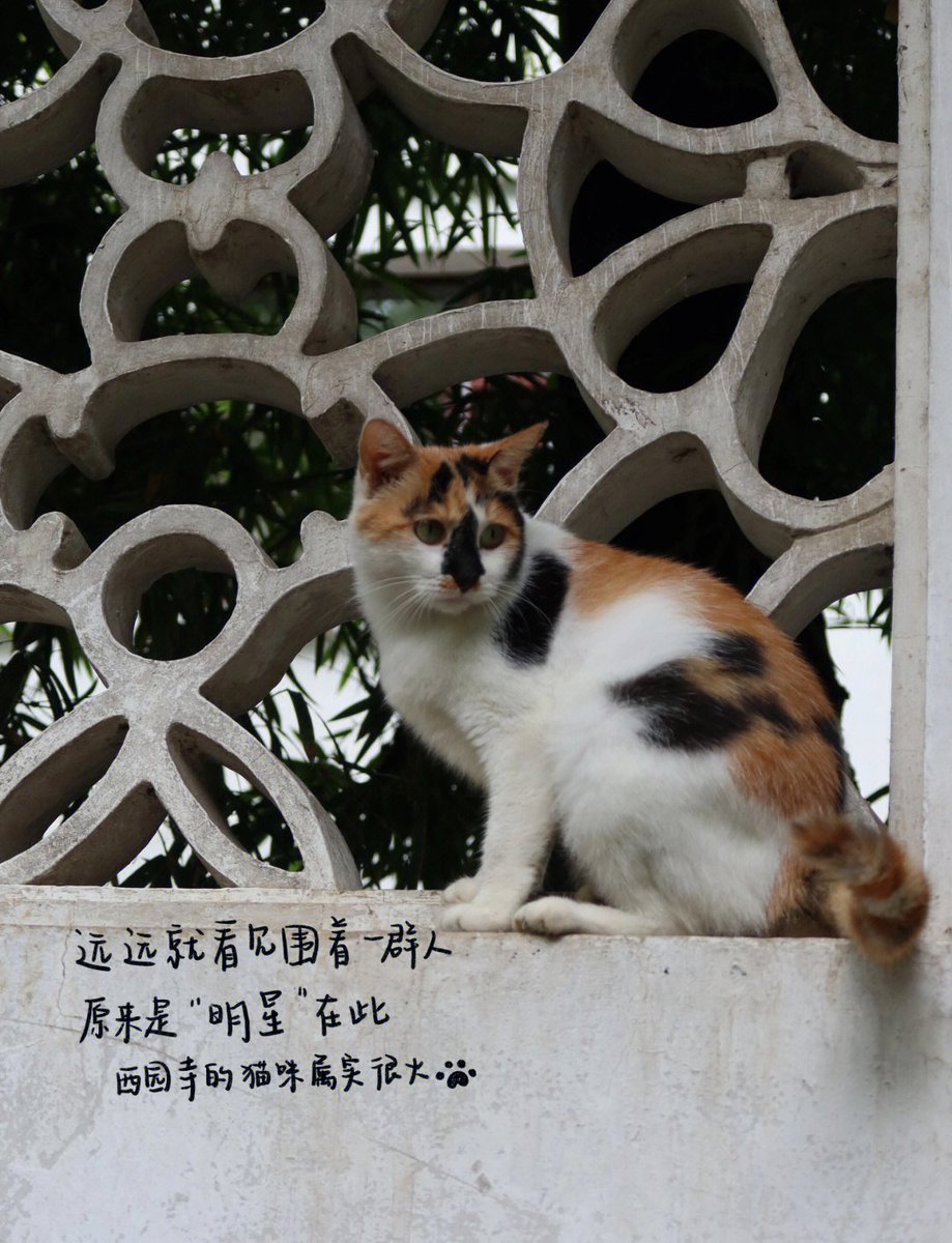 yjh6571's tweet photo. 今日は塘缀の古塘で、吕さんが詮索好きな猫を捕まえてた ， https://t.co/clNya8uwbI