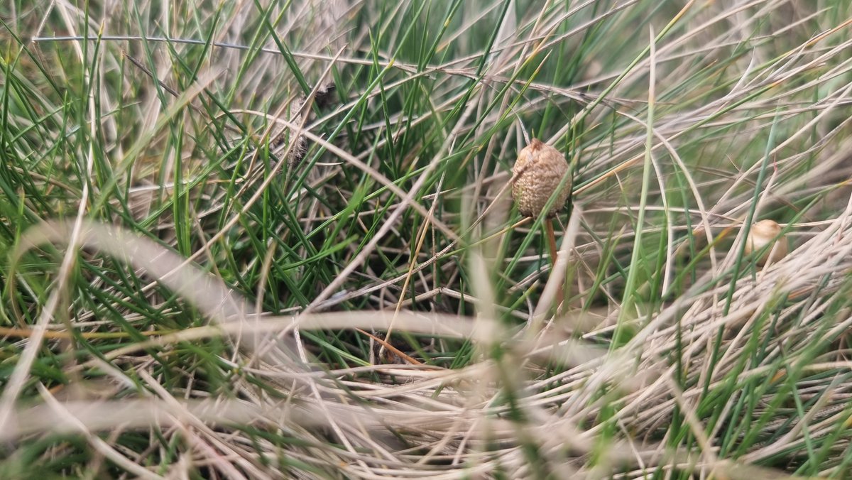 lipsmacker___'s tweet photo. Its a magical time of the year in Yorkshire 🍄 https://t.co/q1gJBLxEaA
