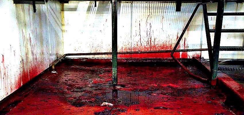 ShortnBluntTho's tweet photo. “Who in their right mind would want to eat something that came from this? Please look beyond the supermarket shelves and remember that this is where those rows of neatly packaged lumps of flesh came from.”

- Close all slaughterhouses https://t.co/4gGLdOSYSH