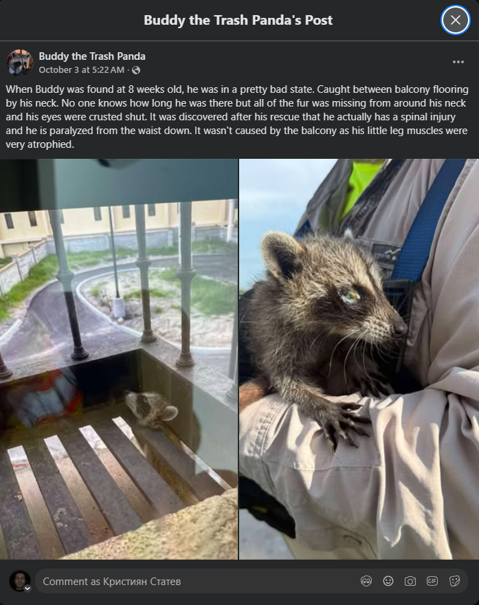 000xy_0's tweet photo. DISABLED RACCOON WITH A PLUSHIE IS GOING VIRAL RN

Buddy is a disabled raccoon with a spinal injury, with a video holding a plushie going mega viral on TikTok rn with 4M VIEWS IN A DAY.

People are already obsessed with him, and I can see this going mainstream in the upcoming days.

https://t.co/uPJUQgpB4X