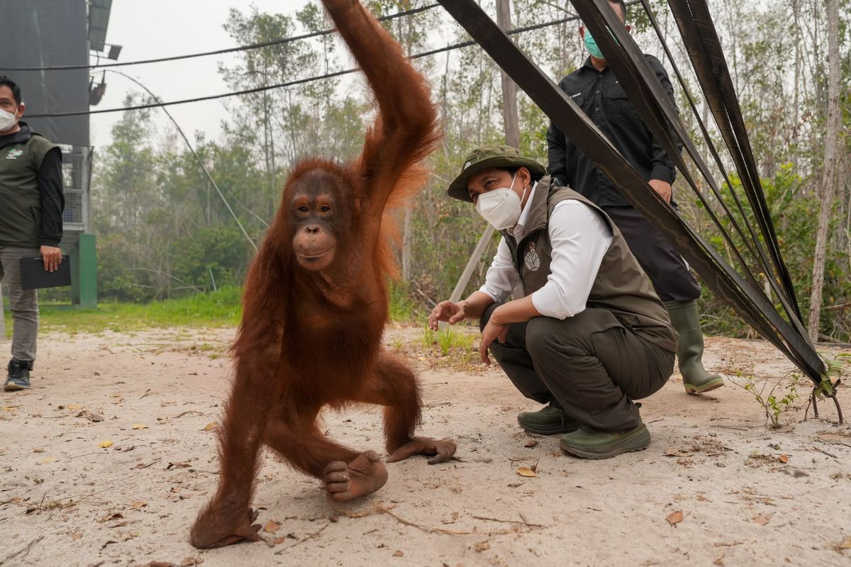 RadioSmartFM's tweet photo. Kemenhut memperkuat perlindungan bagi satwa liar khususnya orangutan, yang terdampak karhutla di Kalimantan.

Menteri Kehutanan Raja Juli Antoni menjelaskan, dia telah berkoordinasi dengan sejumlah organisasi yang memiliki pengalaman dalam penanganan orangutan.

#SmartNews https://t.co/F7uzPQk0A7