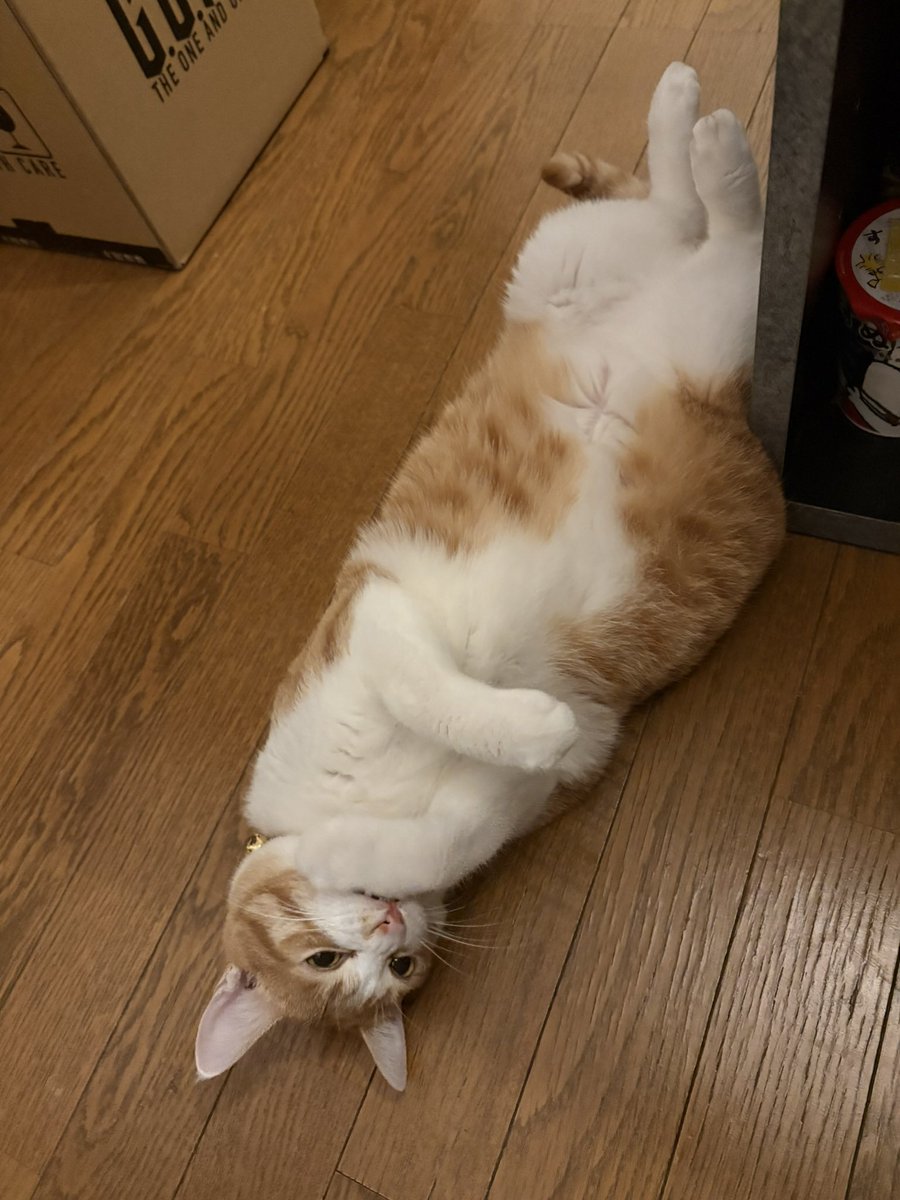 beni8syoga's tweet photo. 我が家の愛娘が２歳になりました🐈
毎日可愛いを更新してるし、本当にいい子に育ってくれました🐈
うちの子になってくれてありがとう。 https://t.co/eiFv8Ib3xZ