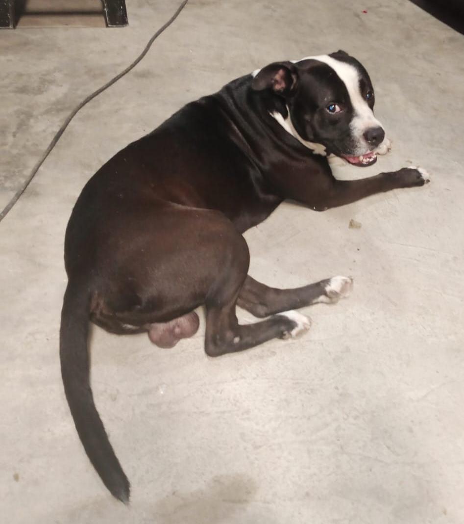 AlertaMePerdi's tweet photo. #PERDIDO #GUAYAQUIL
Nombre: #NERÓN
Fecha: 2026-10-09
Sector: Sur,Calle L y la 19 por la 25
Sexo: Macho
Raza: Pitbull
Observación: Perro negro con pecho blanco y raya blanca en medio de la cabeza 
Tiene sus orejas y rabo completo (no han Sido cortados)
Contacto: 0939782382 https://t.co/1TfKqKYusX