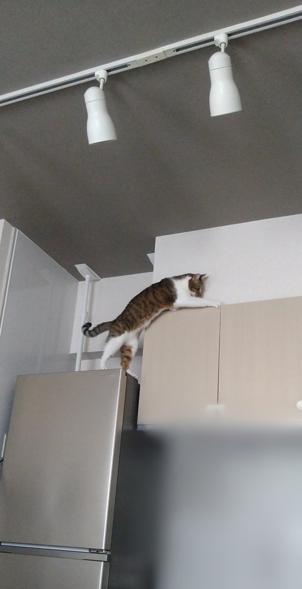 WhitEMan9wonS's tweet photo. チャレンジしようとするのやめてな。

#猫のいる暮らし #猫好きさんと繋がりたい https://t.co/HtwbGTQRMk