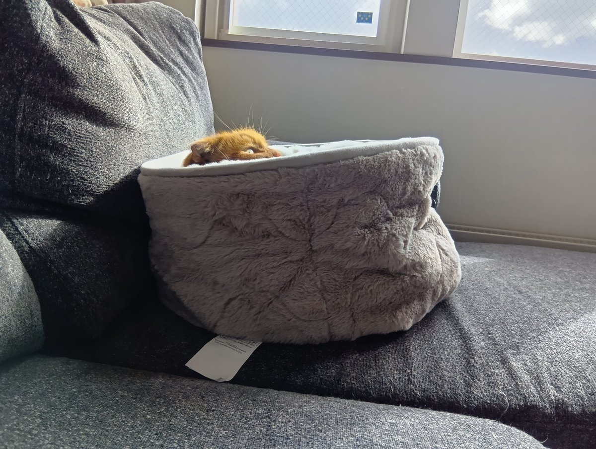 9_6ne5's tweet photo. ニトリで買った猫ちゃん用？ベッド。
買ったばっかりは警戒してたけど、日向に置いてあげたら入ったよ。
あごのせ可愛すぎ(⁠*⁠´⁠ω⁠｀⁠*⁠)

もふもふの素材だから、冬たくさん使ってほしいなぁ。 https://t.co/kRtK8Y9Sbc