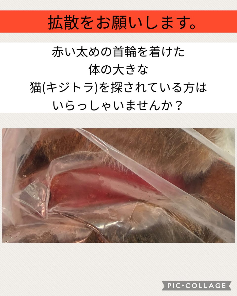 ____Usa's tweet photo. 🔴取り急ぎ投稿します。

昨日、国土交通省 熊本河川国道事務所 八代維持出張所に行きました。
亡くなった、赤い首輪を付けた体の大きなキジトラが施設の冷凍庫で保管されていました。
10月13日午後、八代市西宮町付近の国道３号道路上にて回収されたそうです。
回収され保管されている動物たちは、冷凍庫がいっぱいになったら、ゴミ焼却場に運ばれてしまいます。
探していらっしゃる方がいらしたらと思い、取り急ぎ投稿します。

写真は撮りましたが、首の部分だけ写真をアップします。
ビニール袋の中に入っているため、少しわかりにくいですが、太めの赤い首輪です。犬用首輪にも見えました。

ぜひシェアしていただけたらと思います。

◉国土交通省 熊本河川国道事務所 八代維持出張所
住所：熊本県八代市平山新町４９１８
電話：096-382-1115

#拡散希望
#熊本地震
#迷子猫