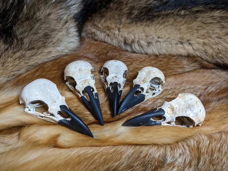 ValkyrieWorksLL's tweet photo. More skulls finally available! Bit of a delay this time around as I was catching up after The Land Con US, but finally got more done!

#raven #spookyseason #viking #witchy https://t.co/RM5buqwS52