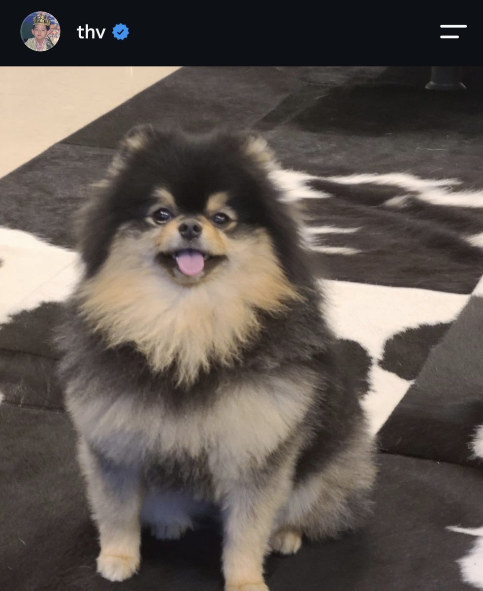 realmingbtw's tweet photo. even taehyung’s puppy gets more likes than some idols have followers on Instagram, that man needs nobody for clout. https://t.co/zQrAZMyKHr