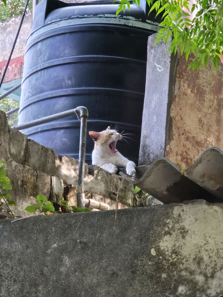 Theguywalks's tweet photo. Good Meowing Fam?! https://t.co/1U6bPPqsVt