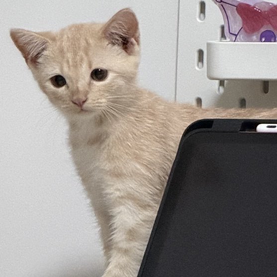 ktmatchaa's tweet photo. หน้าซื่อๆ จะดื้อได้ไง 😼 https://t.co/12TshGsthP