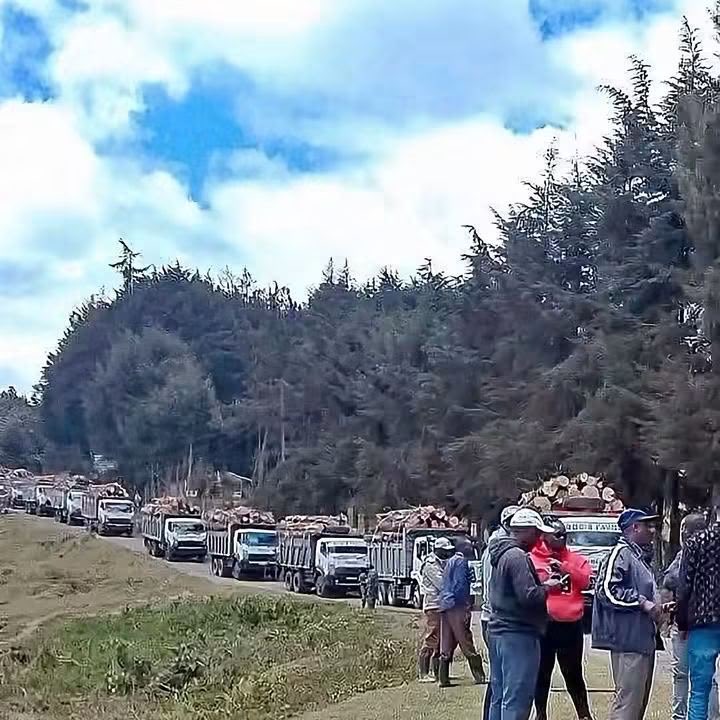 ngugi_lynn's tweet photo. What leadership can preside over such epic havoc. Destruction of age old Indegenous tree species &amp; deforestation is not celebration of Mazingira, it’s disastrous rape to our heritage? This is not viable buisness model,It is as catastrophic as is untamed &amp; primitive greed. https://t.co/xWTLwut6Sd
