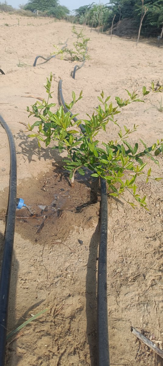 Lilakanwar's tweet photo. आज हमारे अनार के बाग में ड्रिप के साथ Sunshine Troffe - Potassium Humate 49% दिया। यह बायोस्टिमुलेंट रेतीली भूमि में जड़ों को सशक्त बनाता है और पोषक तत्वों की क्षमता बढ़ाता है। छोटे पौधों में नई जान आएगी। #AnarKheti #Sanchore #Kisan https://t.co/y5r4aUSiNn