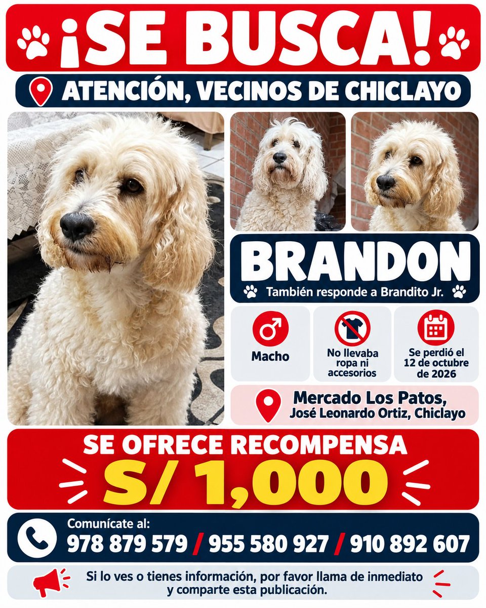 PawFindr's tweet photo. Se busca a Brandon 🥺🙏 Amigos de Chiclayo, ATENTOS 🚨🔊 COMPARTAN #PawFindr #Mascotas #MascotasPerdidas #ayudaanimal https://t.co/F7gFuhMm1A