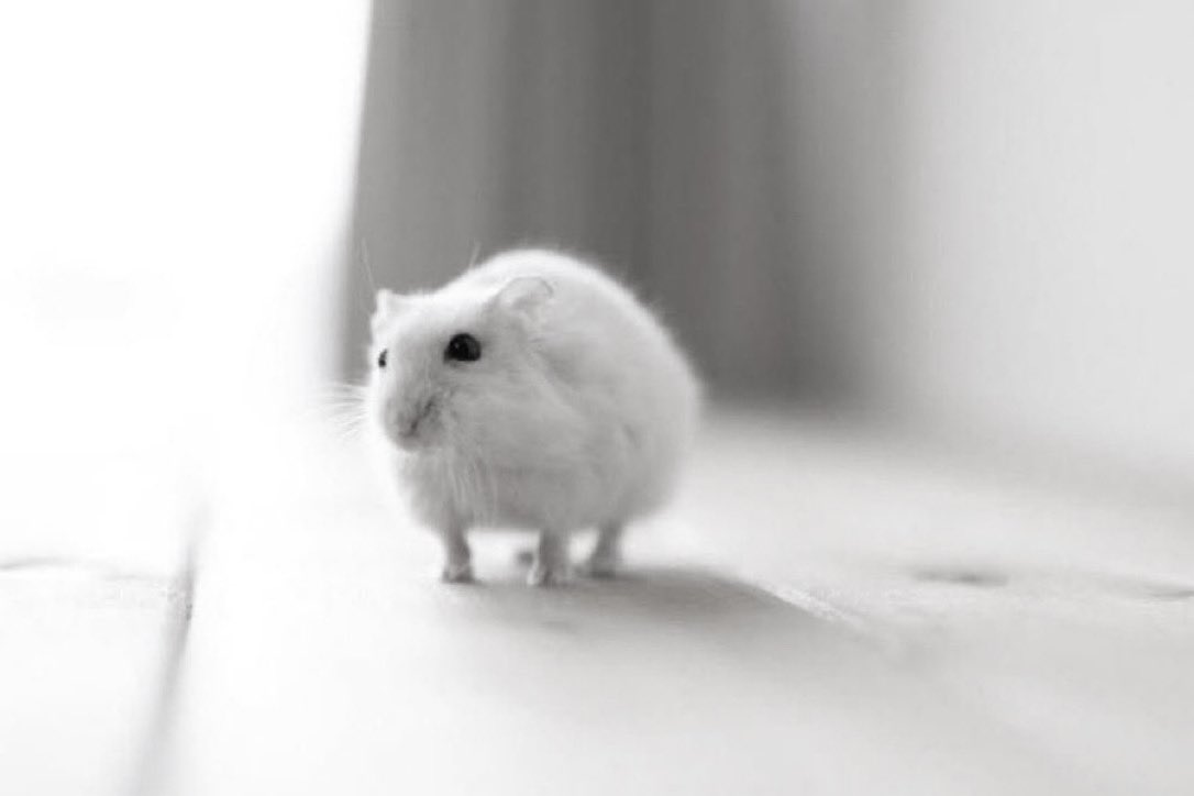_lorettta's tweet photo. This EVIL hamster went viral for its infamous STEALING! Many Found its standing on 2 paws HORRIBLE! 
DO NOT tap here to read more https://t.co/bAvS4i9Olt