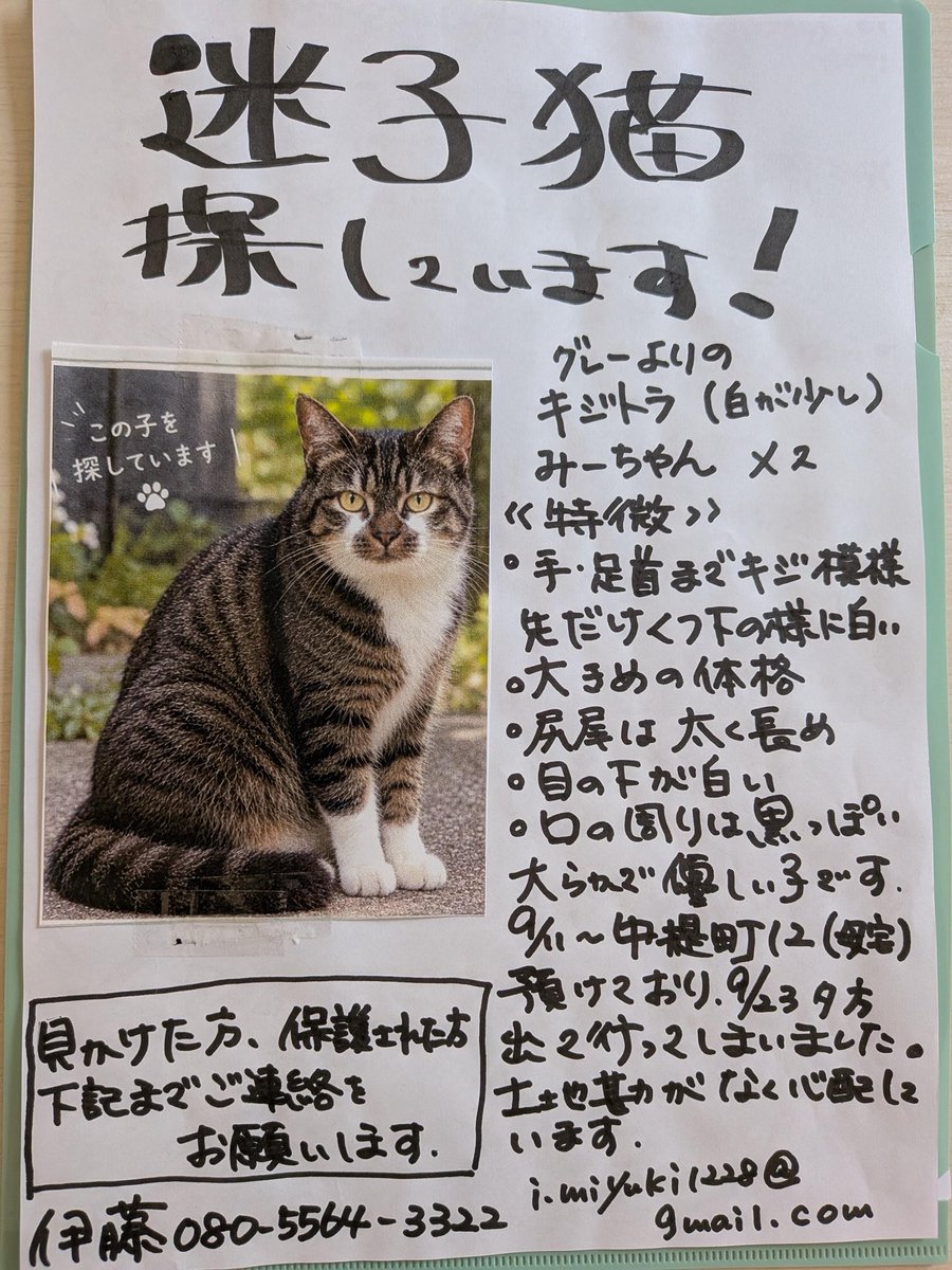 morineko_cafe's tweet photo. 【迷子のねこさん捜索のお願い】
中堤町にてこちらのねこさんの目撃情報を求めています。

お心当たりのある方はチラシに掲載の連絡先へお願いいたします🙇‍♀️ https://t.co/kXUG833siC