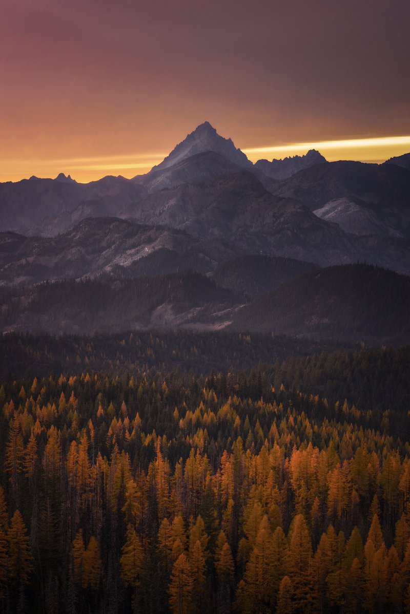 KennethLerose's tweet photo. It’s larch season 🍂 https://t.co/6QLrophEB0