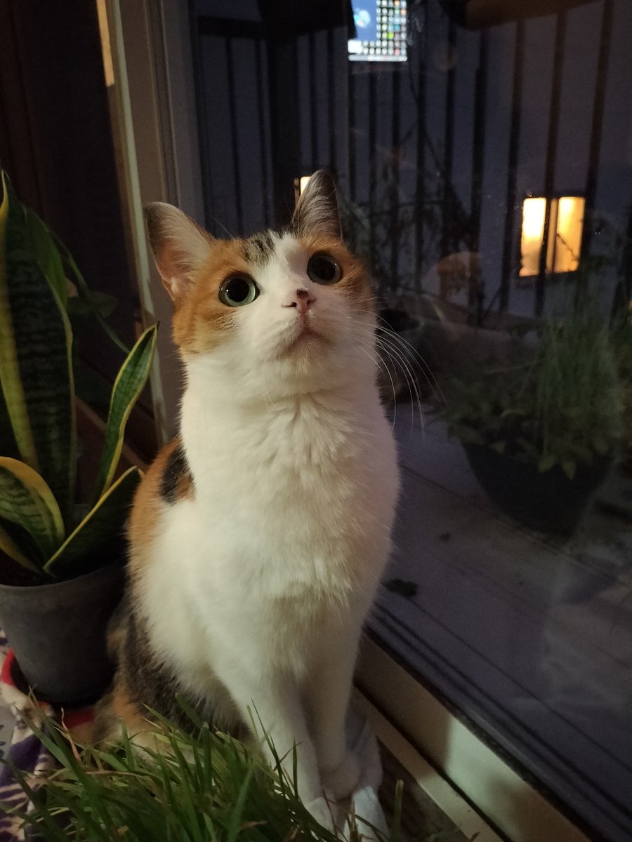 mikenekolala's tweet photo. くらくなるのがはやいよね！
おうちにかえろう！ https://t.co/Ki7XmzQCQy