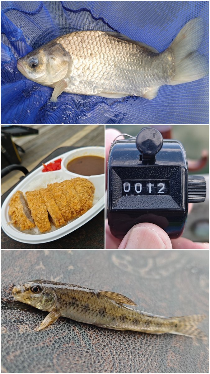 ffsimsim825's tweet photo. バランスの底繊細なカラツンからのツ抜けしてカツカレー食べてカマツカ釣れて最高の一日でした♡
#ヘラブナ #ヘラブナ釣り #野田幸手園 https://t.co/9pSGf9pYGn