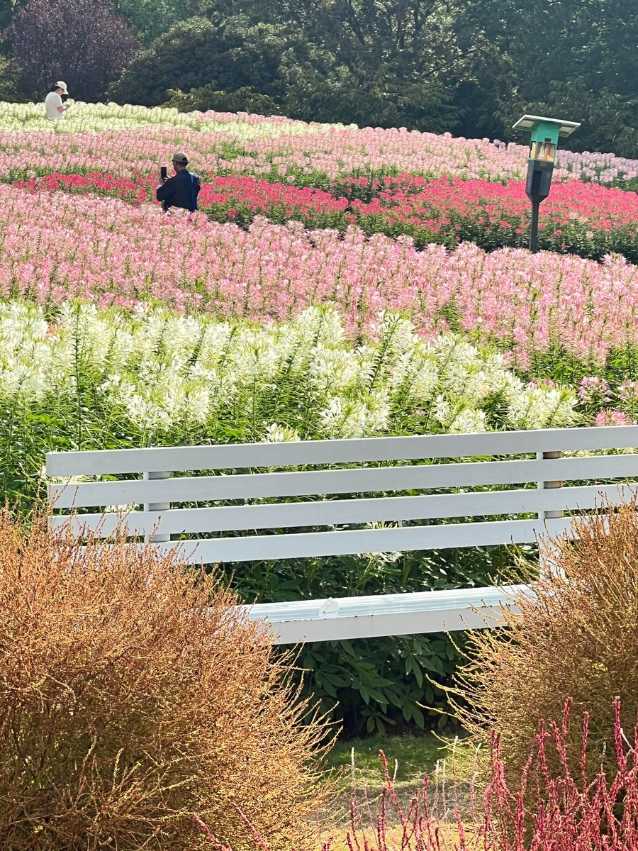 spring88396's tweet photo. 📍Ningbo Botanical Garden looks absolutely gorgeous right now! 🌷
宁波植物园现在也太美了吧！！！🌷
#Ningbo #AmazingChina #ChinaTravel https://t.co/t6pSccAhSV