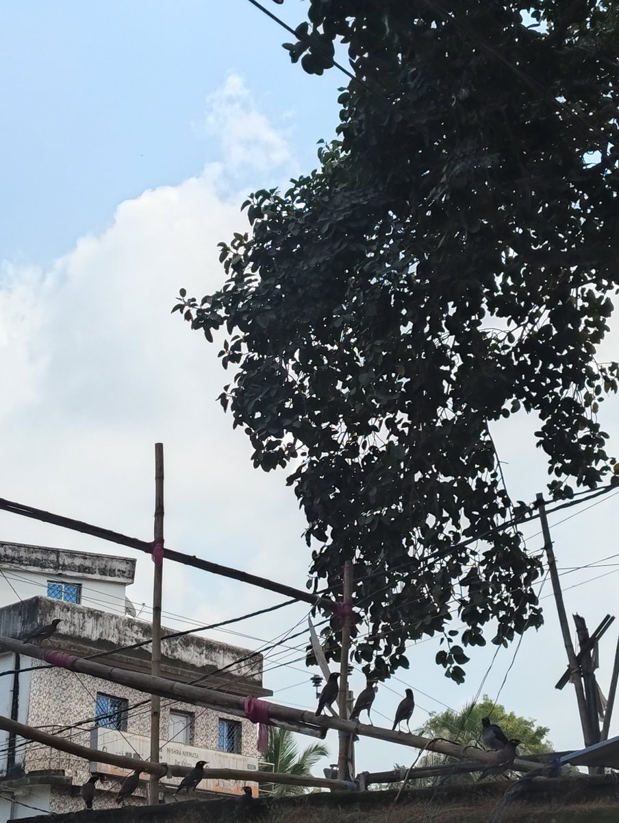SantaniSubhajit's tweet photo. If you are a genius then tell me how many birds are sitting in it. 

Whoever gives the correct answer will get a gift from me. https://t.co/NtJgPLxirE