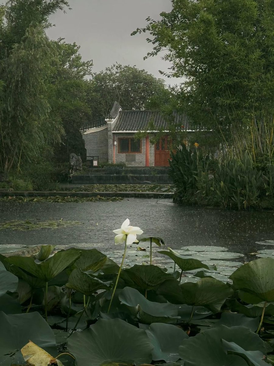 natureaest's tweet photo. Rain is raining 🌧️ https://t.co/JnFnM6q6Kz